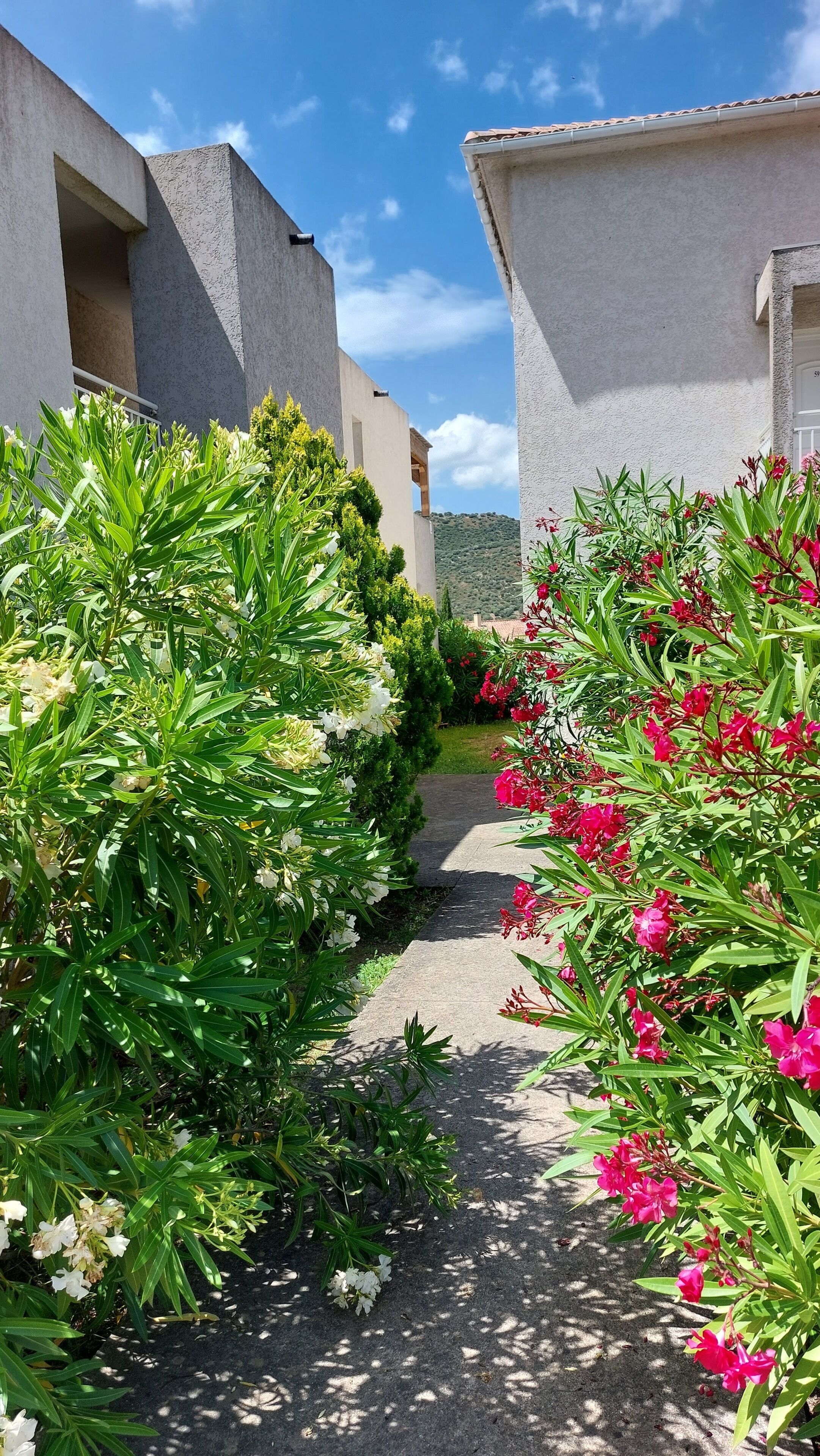 Een pad, omzoomd met weelderige begroeiing en kleurrijke bloemen, leidt naar een gebouw met een moderne architectuur.