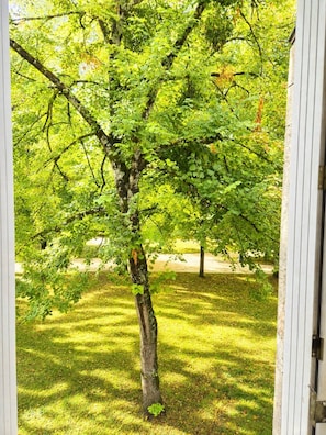 A tree with a thick trunk and dense foliage, viewed through a partially open door. - Diane – Cocon avec climatisation (Poitiers)