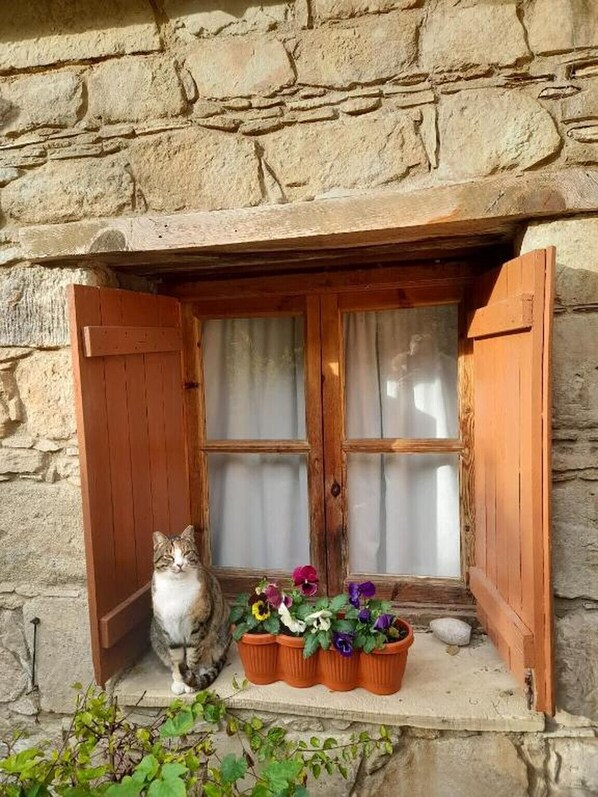 A stone building with a wooden window and shutters, a cat sitting beside a window sill with potted plants.