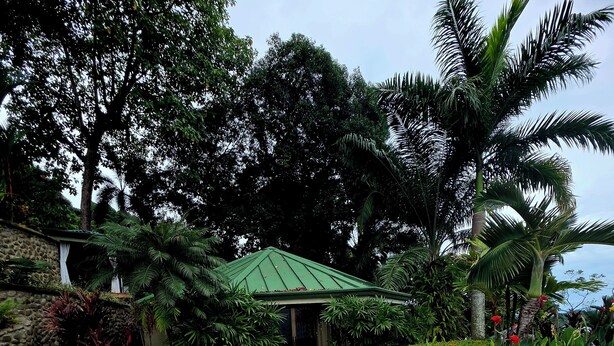 Un sendero pavimentado que conduce a un edificio con techo verde, rodeado de abundante vegetación y diversas plantas.