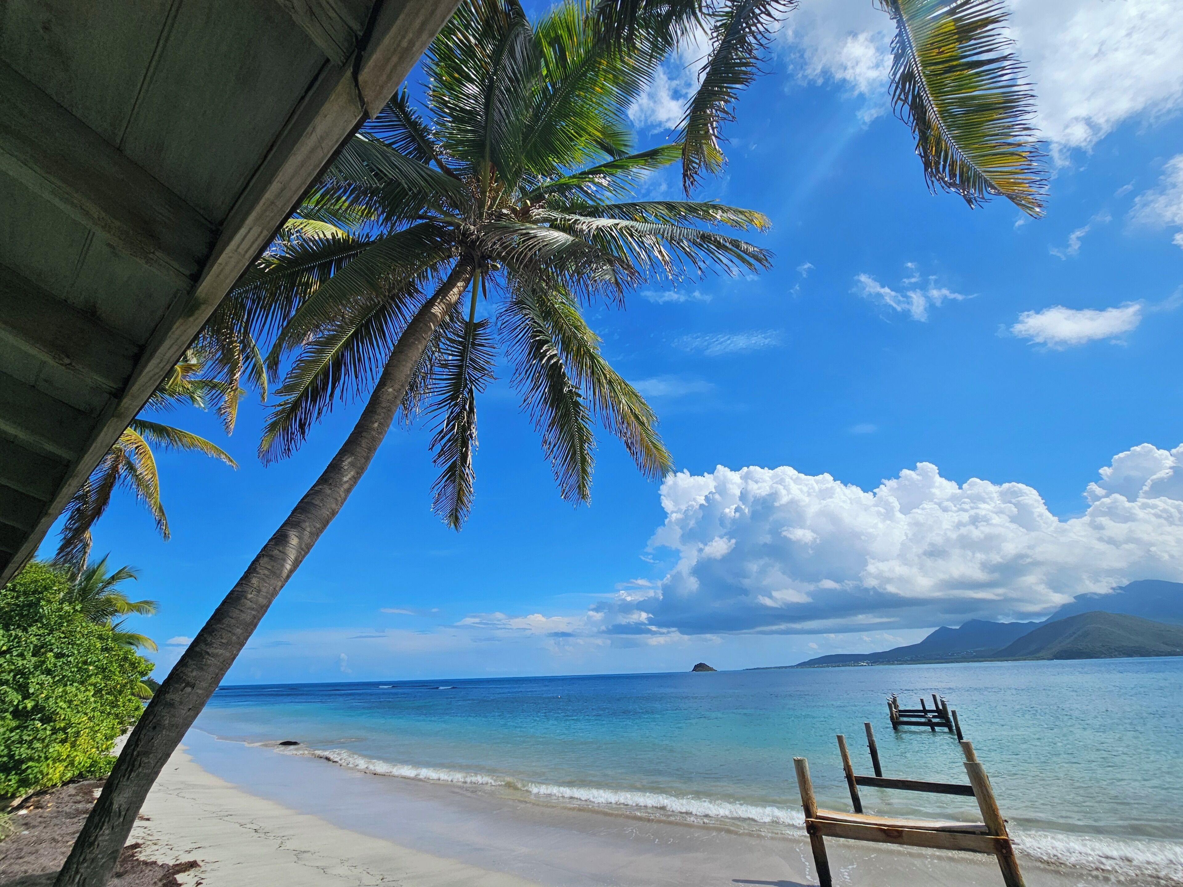 A beach with clear skies, palm trees, and a wooden bench.
