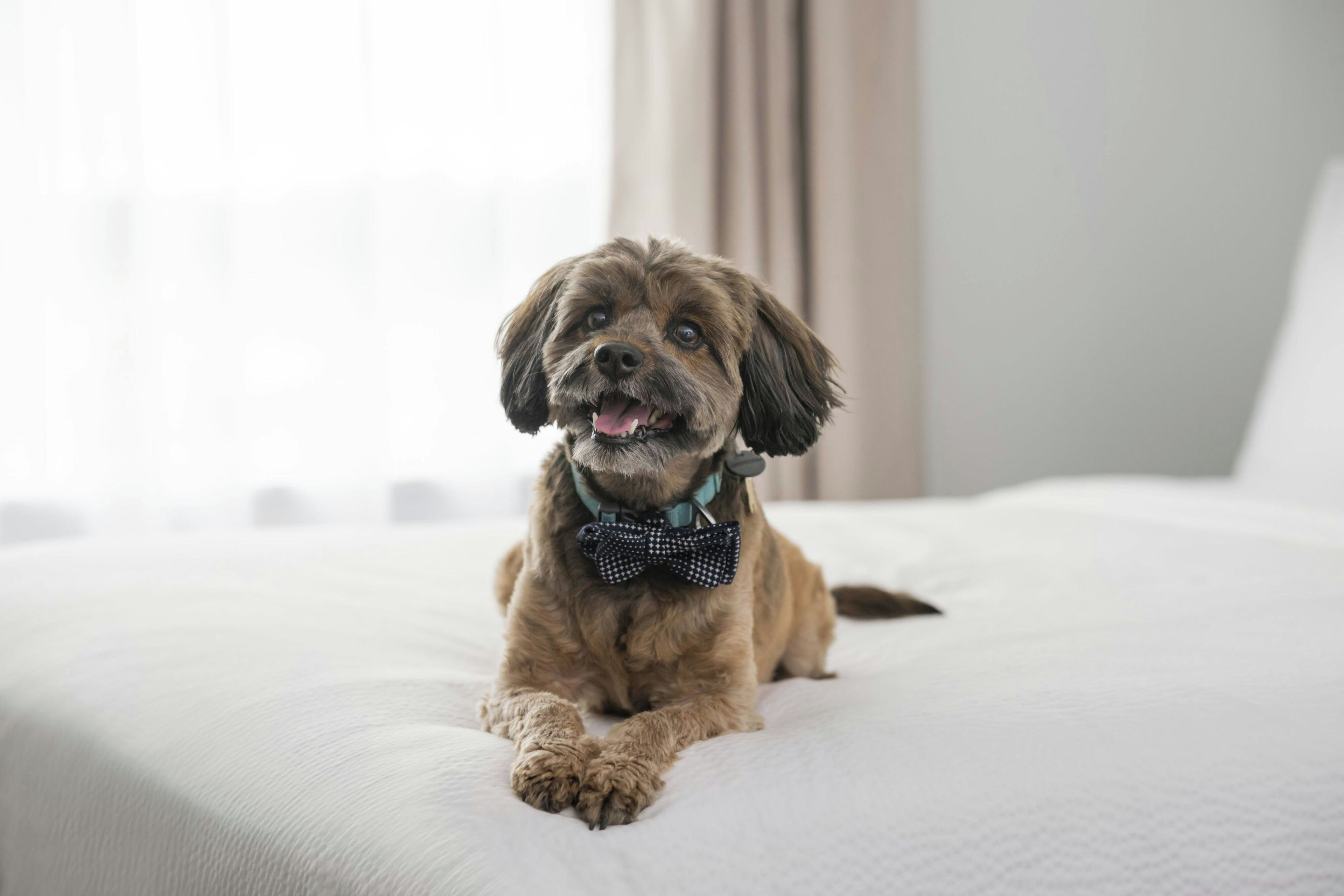 A dog lying on a bed with a bow tie.