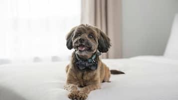 A dog lying on a bed with a bow tie.