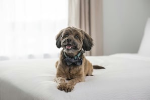 Un perro acostado en una cama con un lazo.
