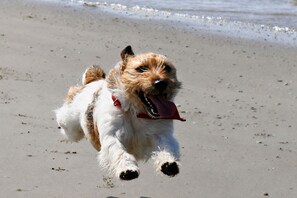 Ein Hund läuft auf einem Sandstrand.