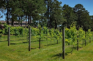 Unclassified image, 4 of 66, button - The Vine (New Ulm)