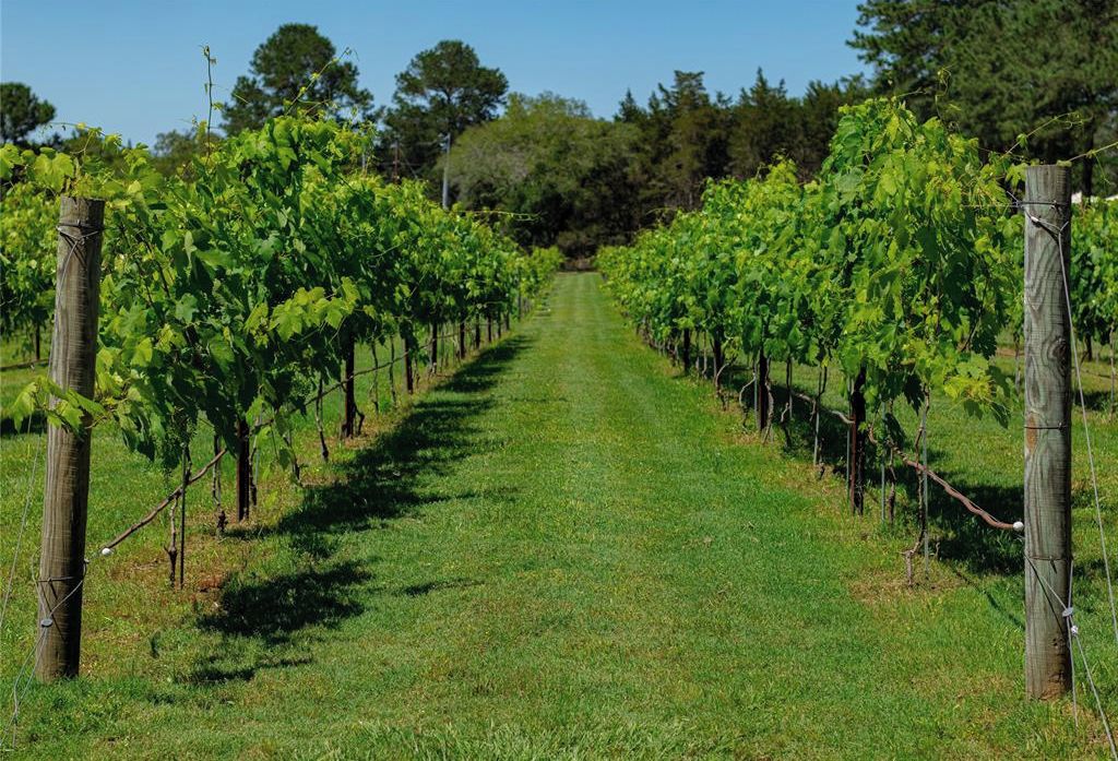 Vineyard