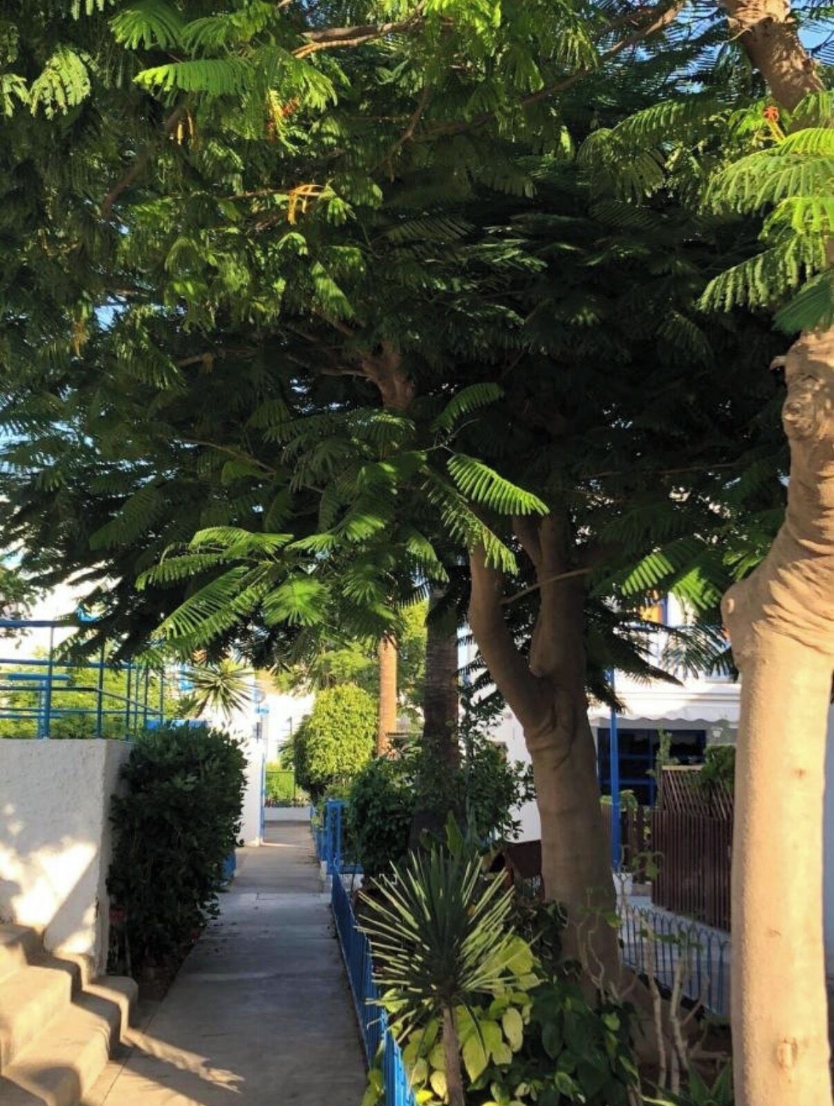 Un sentier bordé d’arbres et un bâtiment.