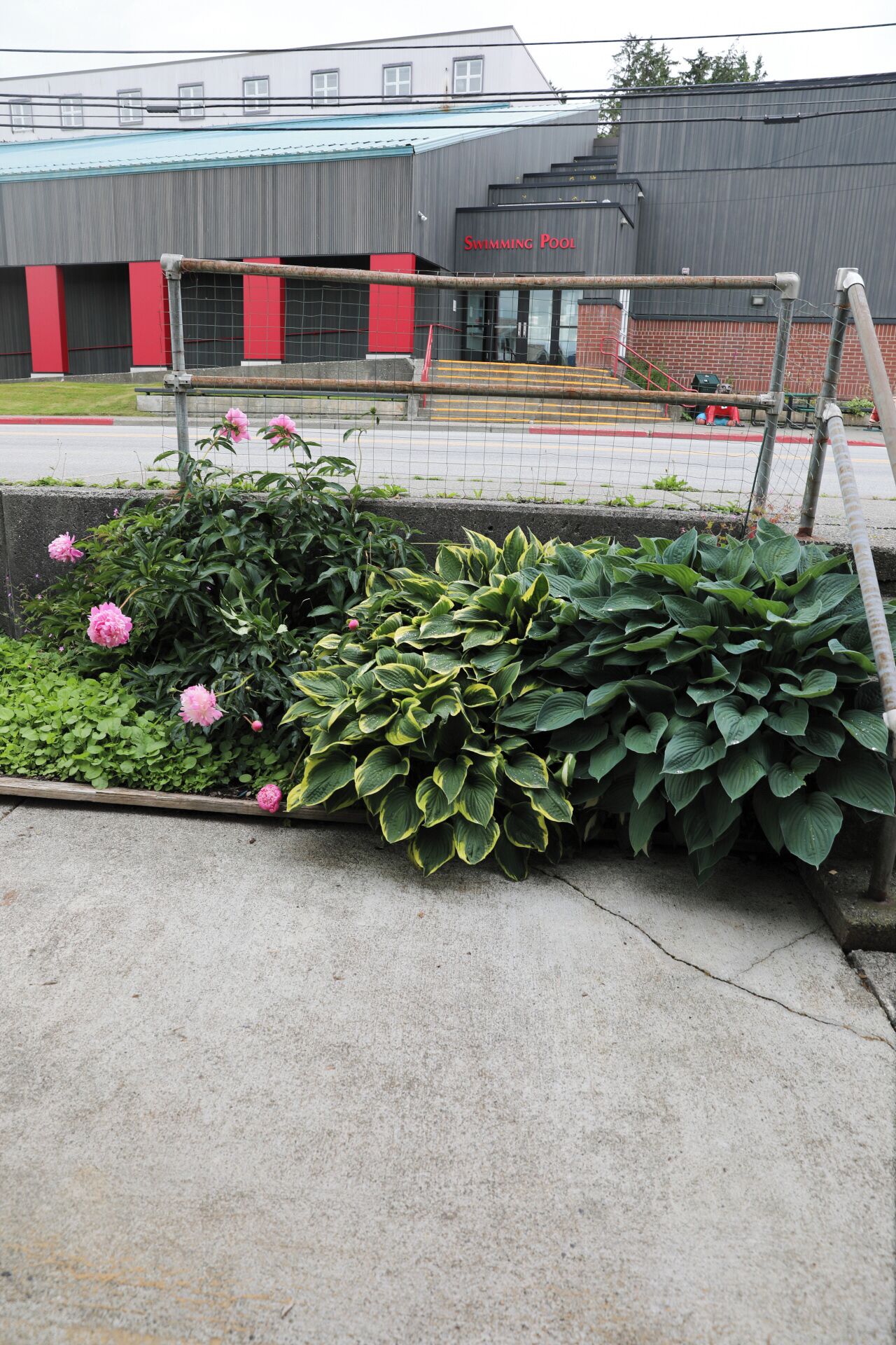A garden area with various plants and flowers, a metal fence, and a building with a swimming pool sign in the background.