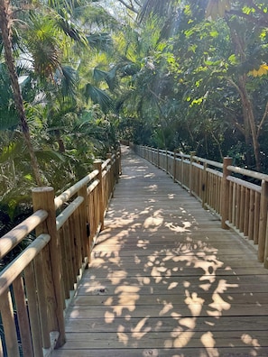 Une promenade en bois bordée d’une végétation tropicale luxuriante.