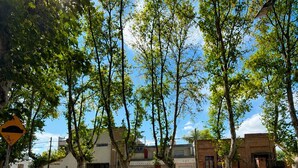 A street lined with trees casting shadows on the ground, with buildings and parked cars in the background. - A cozy and spacious apartment with private access. Pets are welcome. (Río Cuarto)