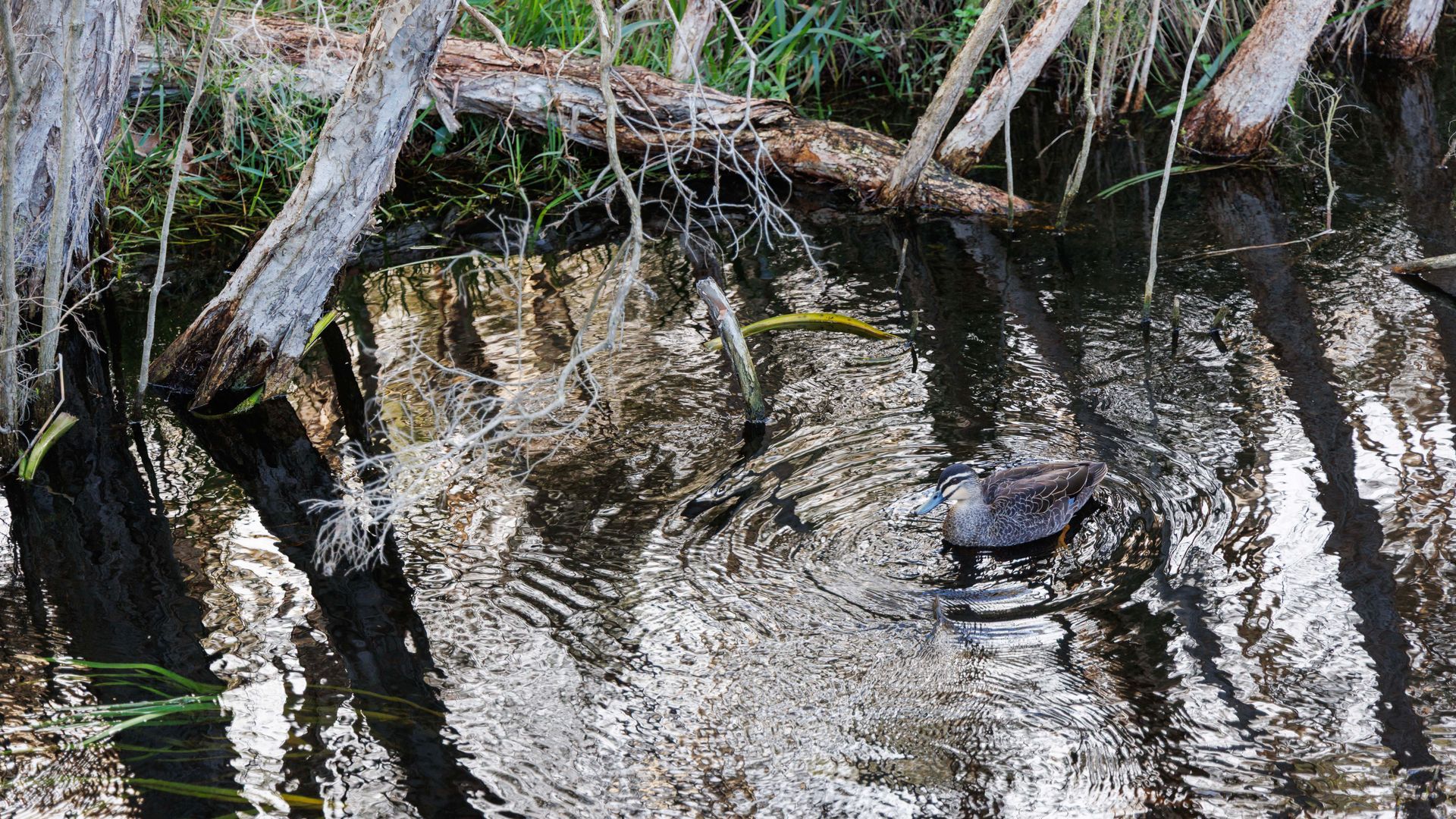 A duck swimming in a natural water body surrounded by trees and vegetation.