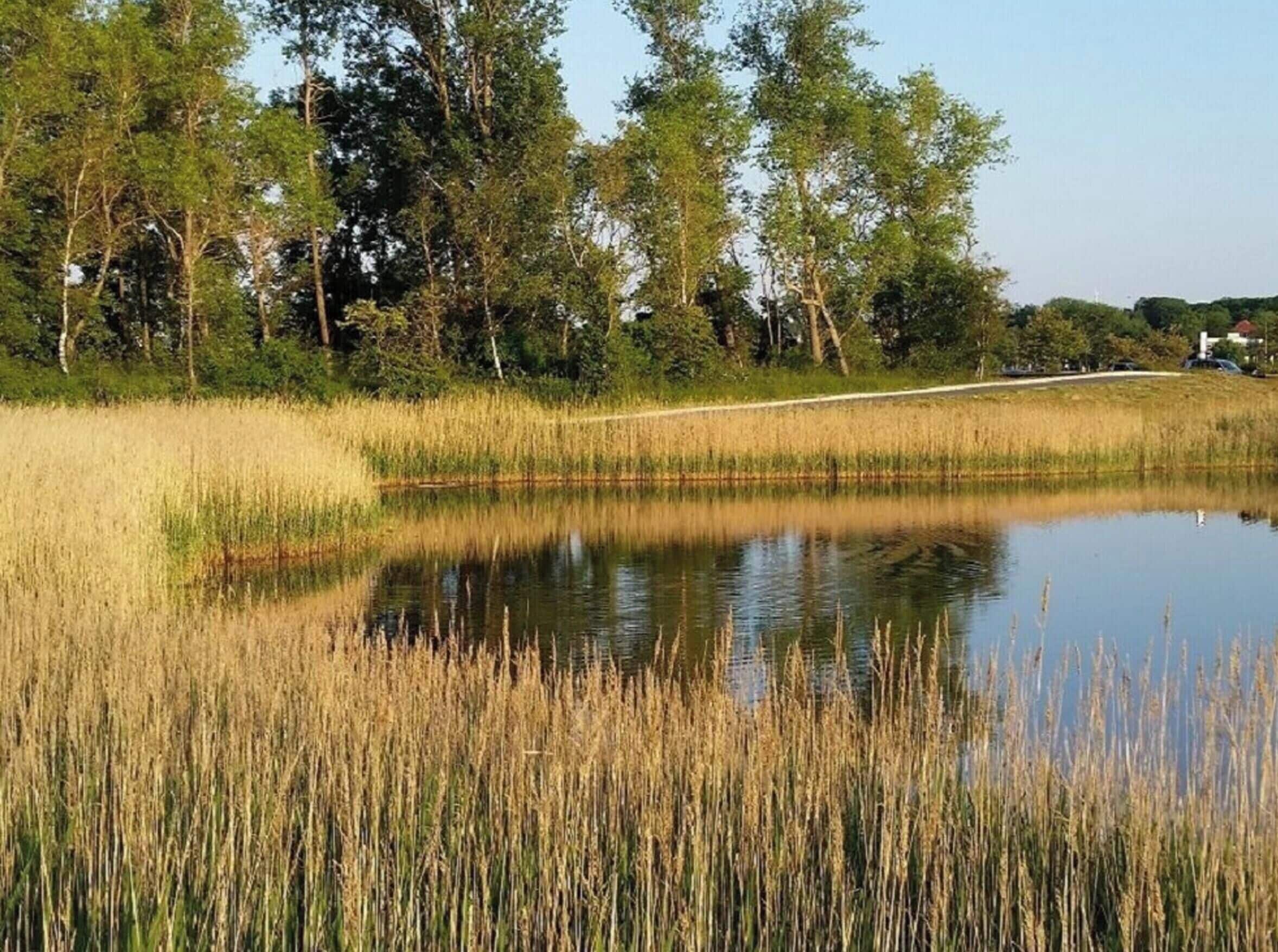 Eine natürliche Landschaft mit einem Teich, umgeben von hohem Gras und Bäumen.