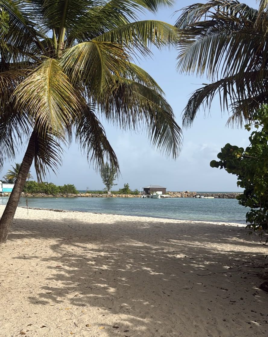 Une plage bordée de palmiers, avec un bâtiment visible au loin.