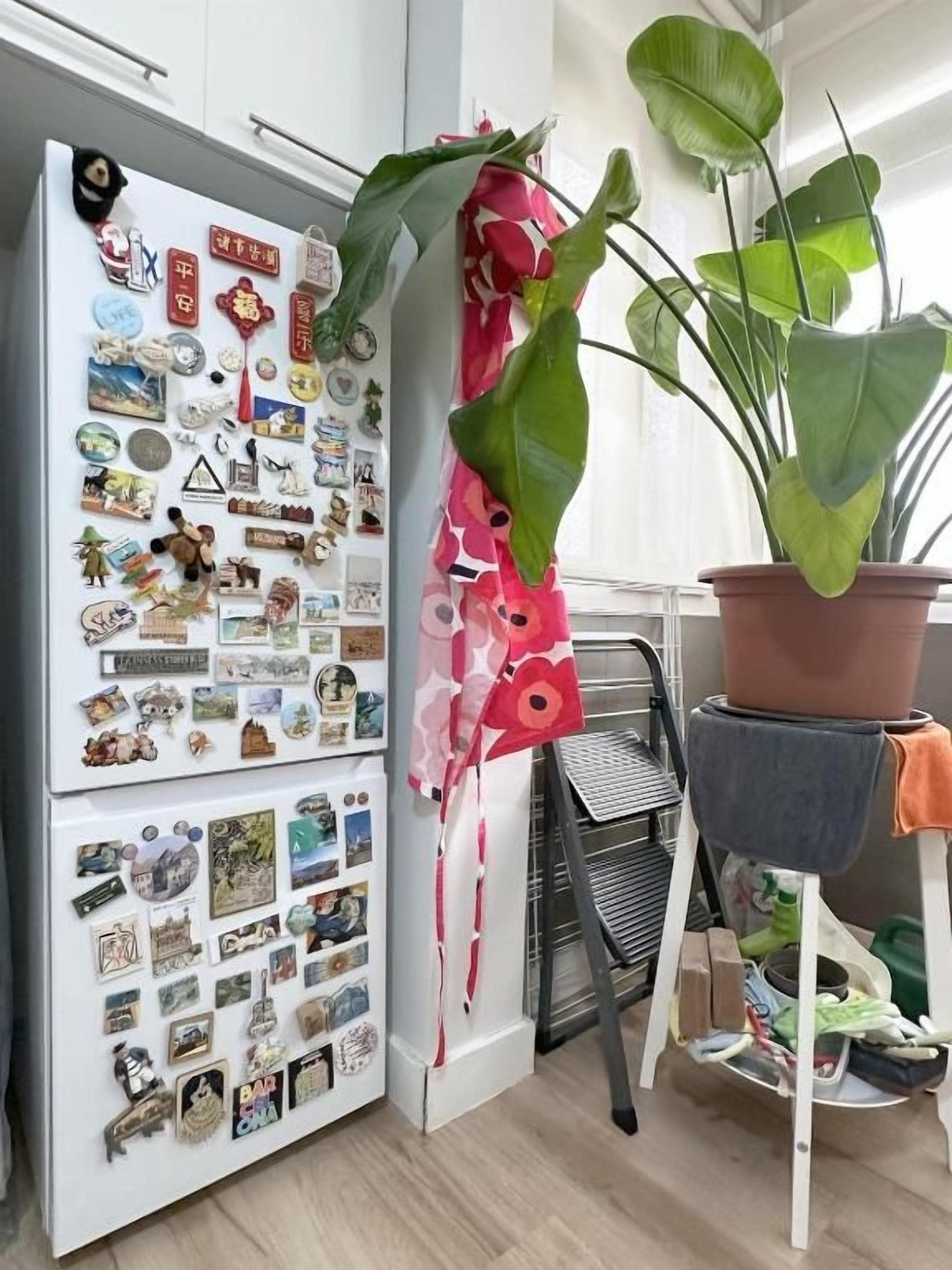 A refrigerator covered with various magnets and a potted plant with large leaves.