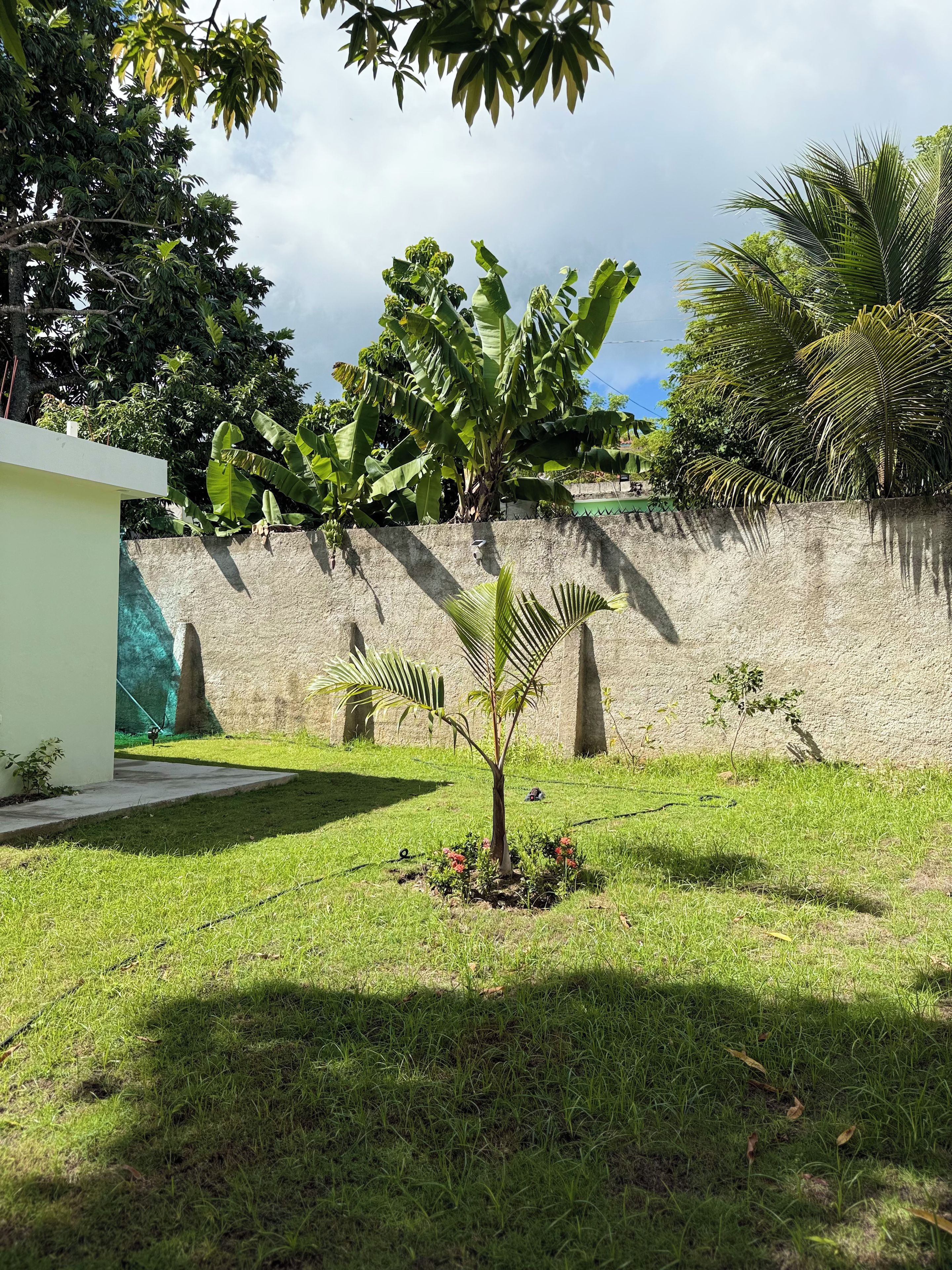 A grassy outdoor area with a small palm tree, a concrete wall, and a building with a green door.