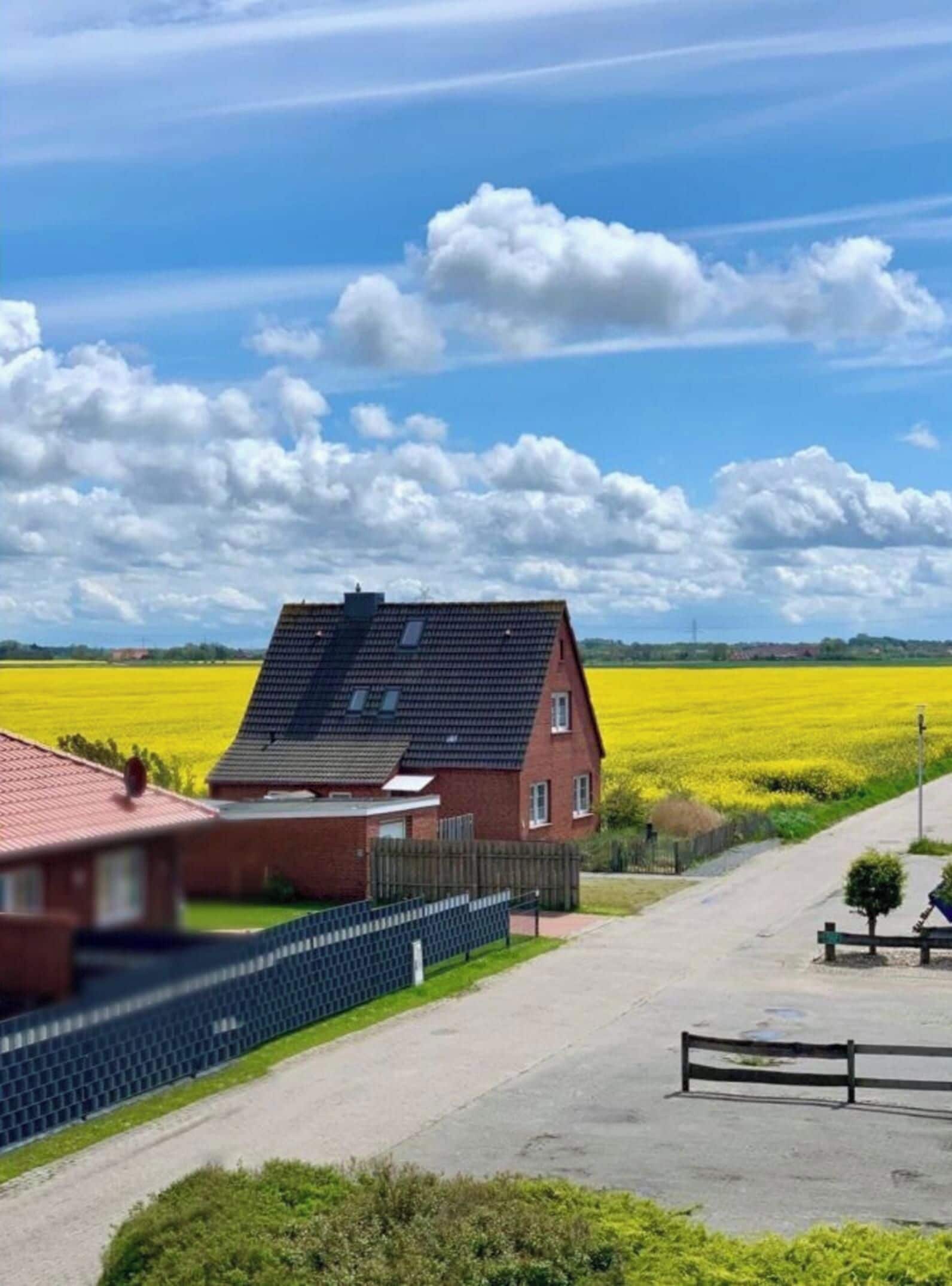A residential area with a house, a fenced yard, and a field of yellow flowers.