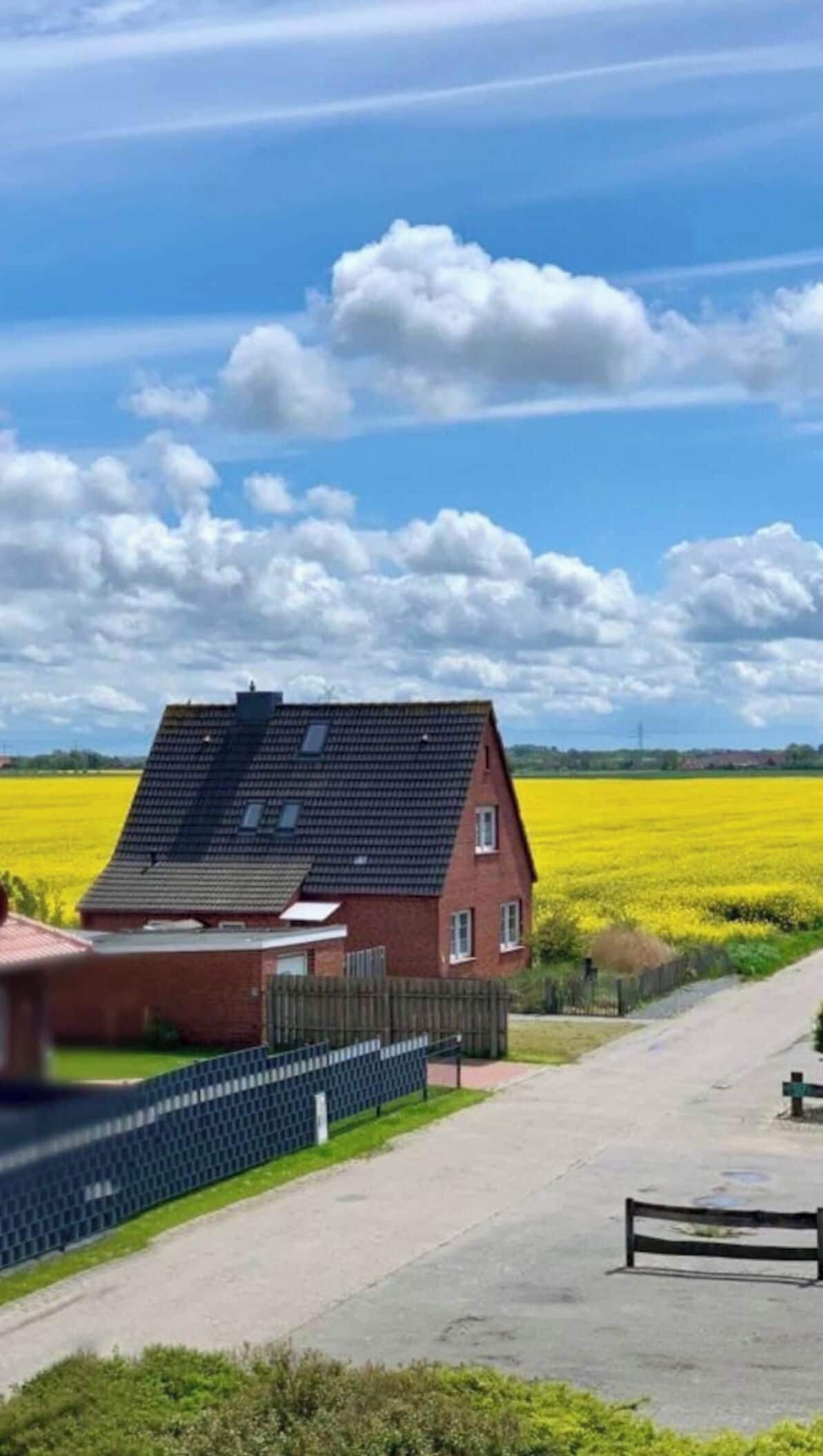 A residential area with a house, a paved road, and a field of yellow flowers.