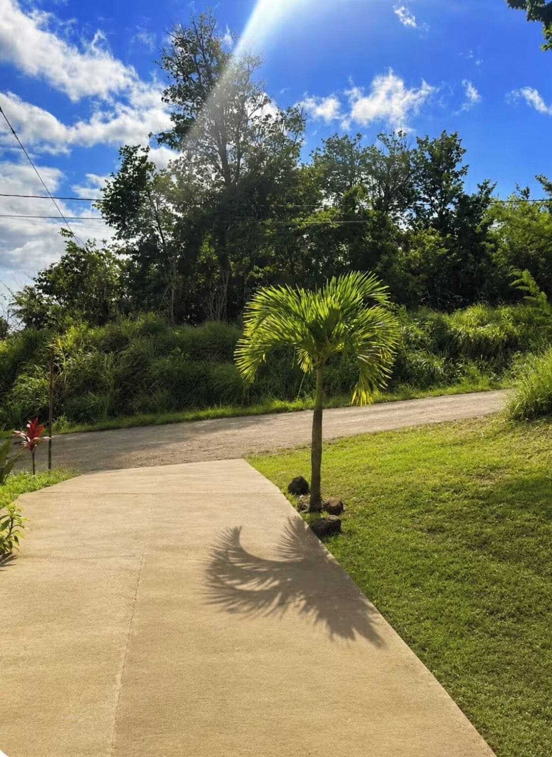 A concrete pathway leading to a road, surrounded by lush greenery and a palm tree.