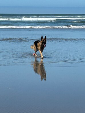 A dog on a beach with waves in the background.