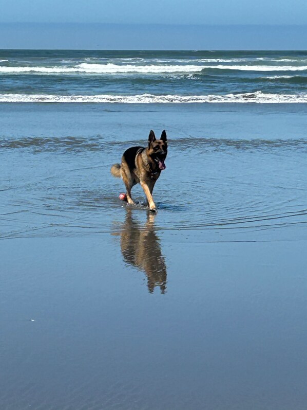 A dog on a beach with waves in the background.