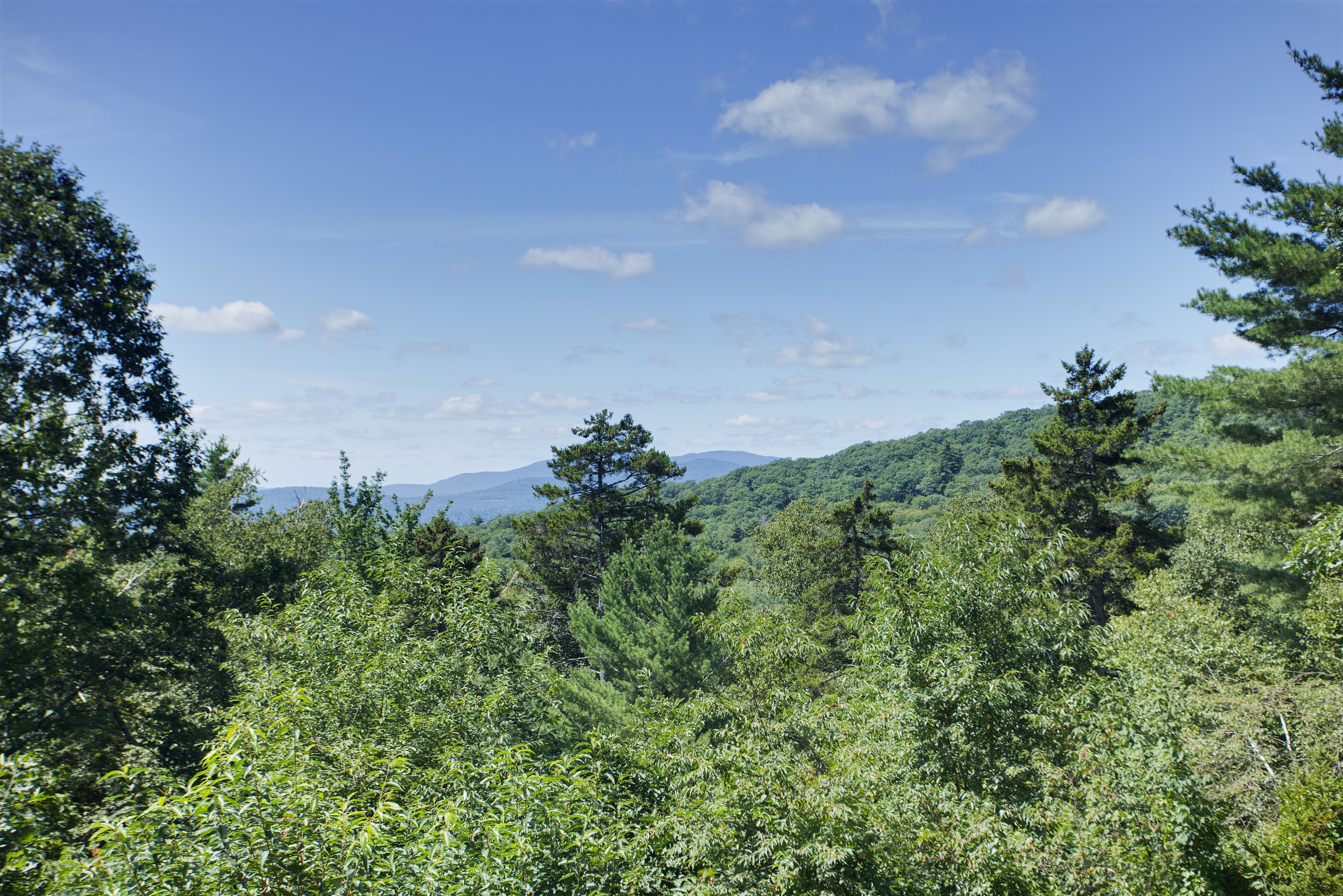 Ein dichter Wald mit einem Berg im Hintergrund.