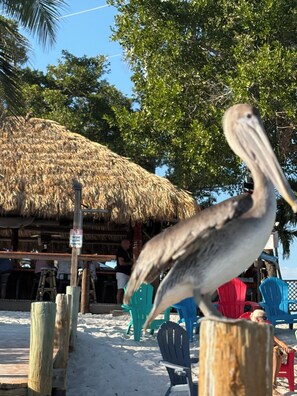 A beach scene with a thatched-roof hut, wooden posts, and plastic chairs. - Charming Coastal 1-bedroom condo in wonderful Nokomis, 1 mile from the beach! (Nokomis)