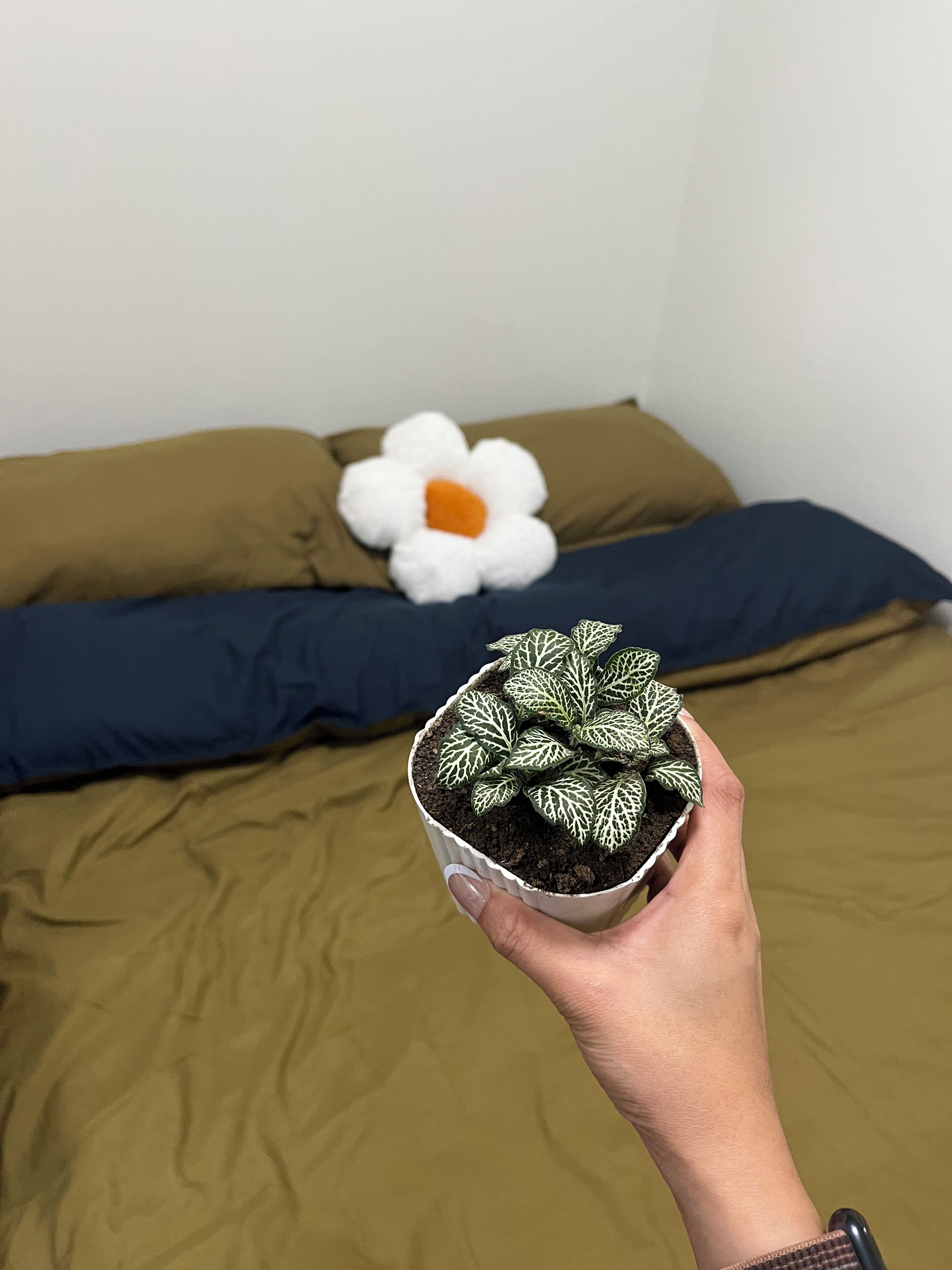 Une main tenant un pot de plante à feuilles panachées, un coussin en forme de fleur blanche et un coussin bleu sur un lit recouvert d’une couverture marron.