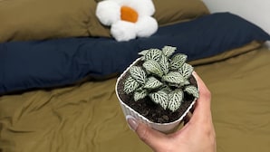 Eine Hand hält einen Blumentopf mit gefleckten Blättern, ein weißes Kissen mit Blumenmuster und ein blaues Kissen liegen auf einem Bett mit brauner Bettwäsche.