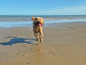 A dog on a sandy beach with the ocean in the background.