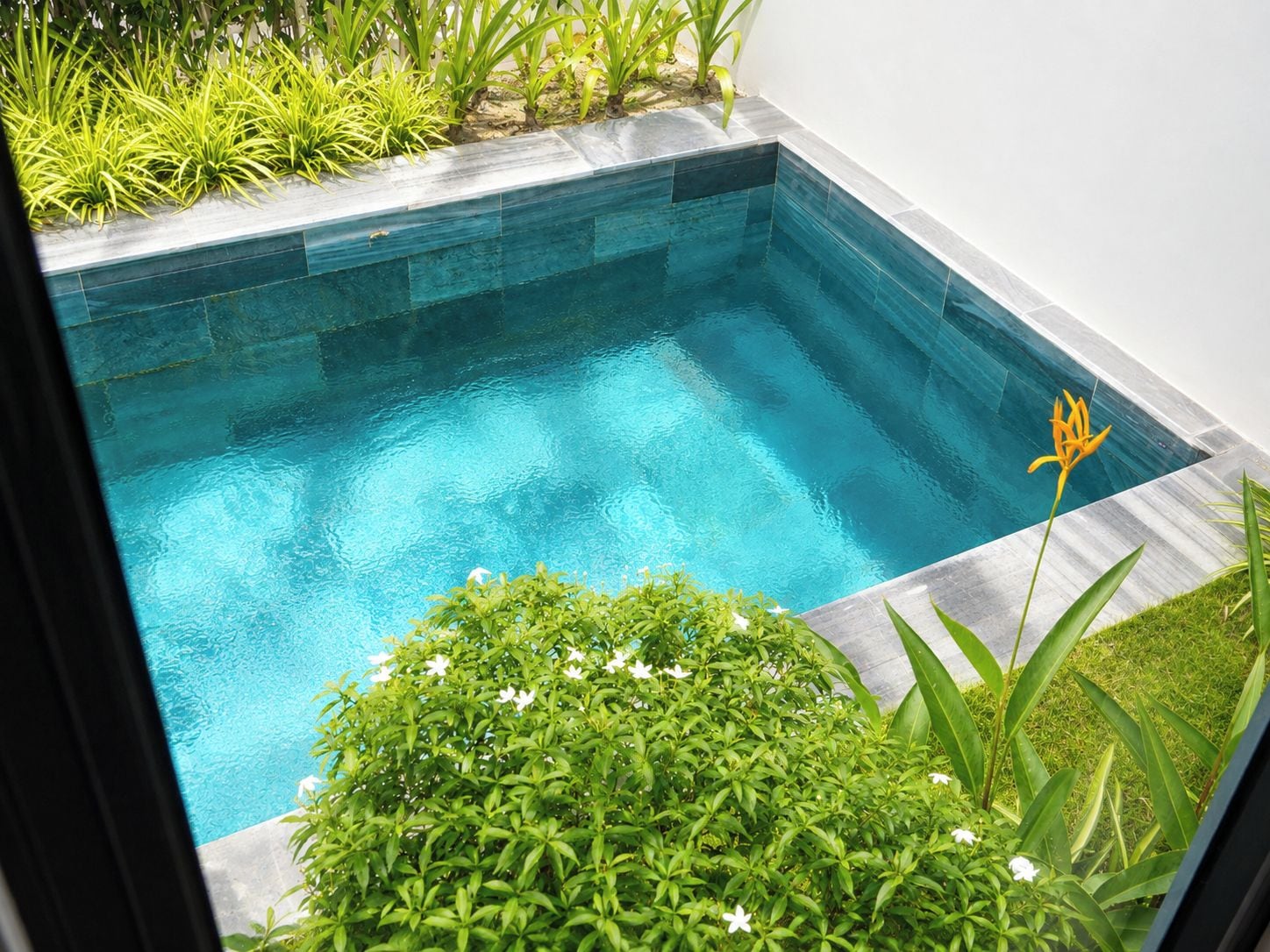 A rectangular swimming pool with clear blue water, surrounded by lush green plants and a small flower.