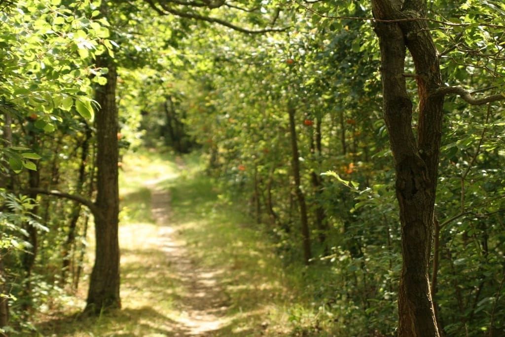 Een bosrijk pad met bomen aan weerszijden.