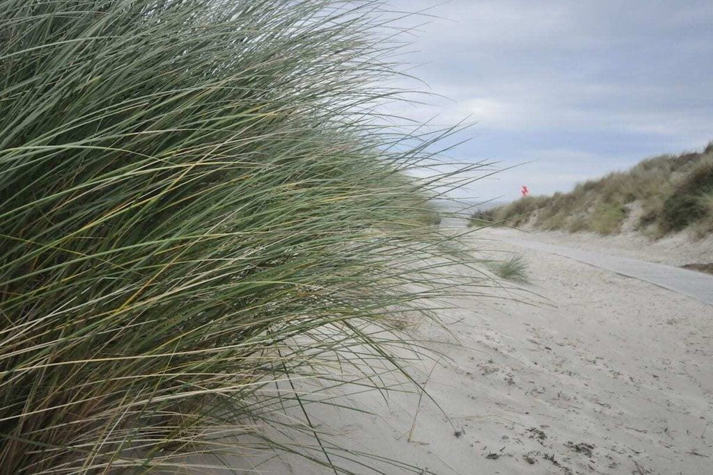 A sandy beach with tall grass and a dune in the background.
