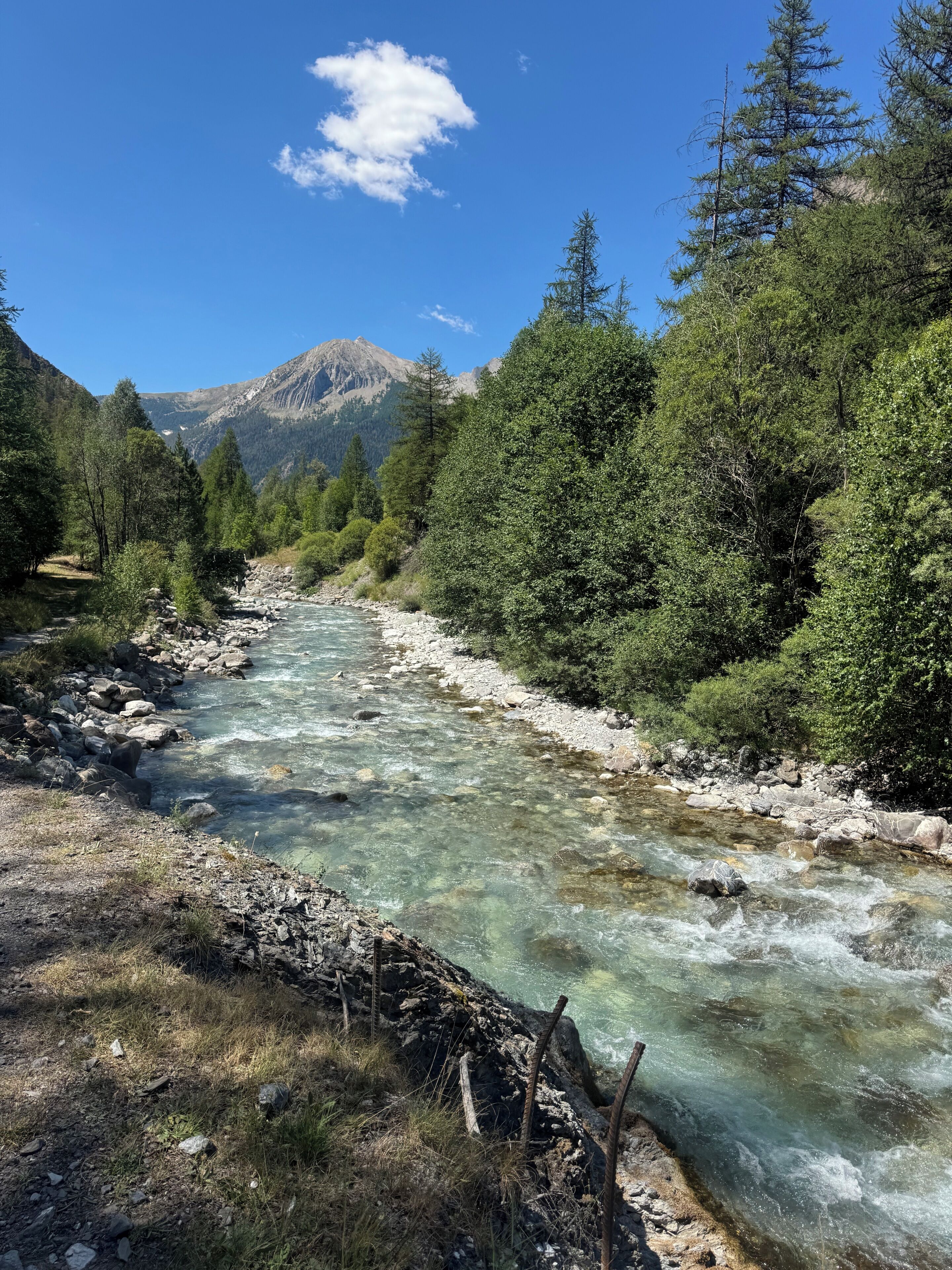 A river flowing through a forested area with mountains in the background.