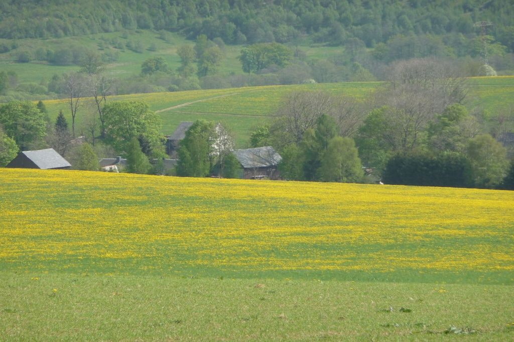 Ländliche Landschaft mit einem Feld voller gelber Blumen, einigen Häusern und sanften Hügeln im Hintergrund.