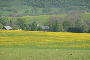 A rural landscape with a field of yellow flowers, a few houses, and rolling hills in the background.