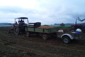 Un tractor con un remolque cargado de papas y un carretillón con una rueda.