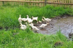 Un grupo de patos en una zona de césped cerca de una masa de agua embarrada.