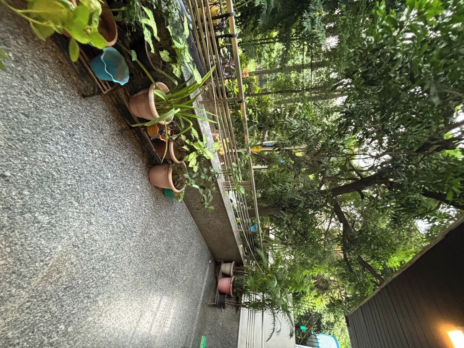 A pathway lined with potted plants and a metal fence.