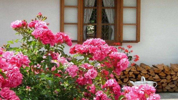 Un edifici amb una finestra i un arbust de flors roses.