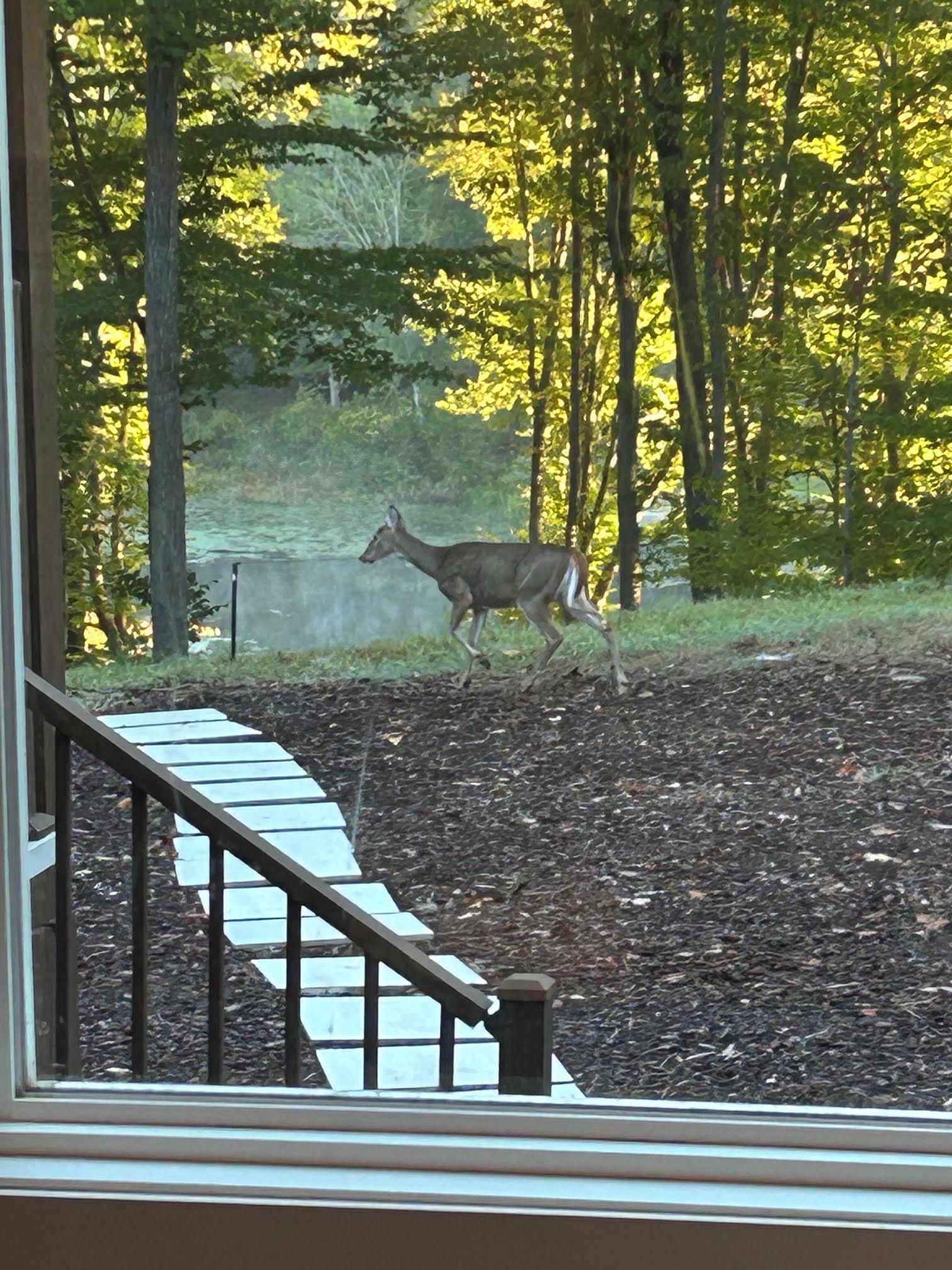 Un cerf traversant un espace aménagé, avec un escalier et un mur de pierre en arrière-plan.
