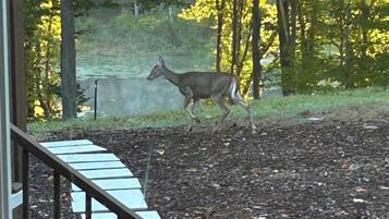 Un cerf traversant un espace aménagé, avec un escalier et un mur de pierre en arrière-plan.