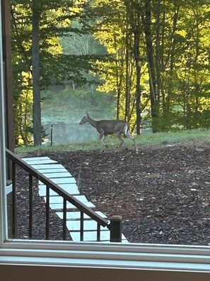 A deer running across a landscaped area with a staircase and a stone wall in the background.