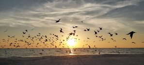 A beach scene with a sunset and birds flying over the water. - Tropic Terrace #35 | 1BR w/ Pool Views | Onsite Beach Access + Great Amenities (Treasure Island)