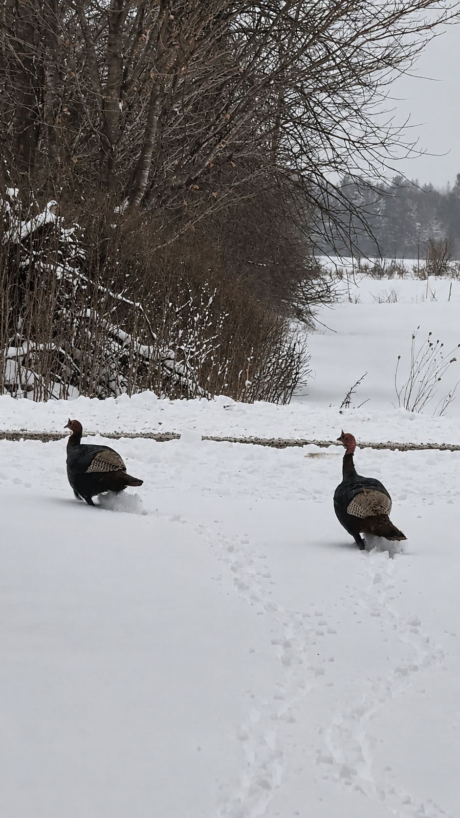 Two turkeys walking in a snowy field with bare trees in the background.