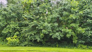 A grassy field with dense trees in the background. - Comfortable private retreat in the Ashburn, VA (Ashburn)