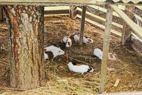 A wooden structure with a roof, surrounded by a wire fence, and filled with hay and straw.
