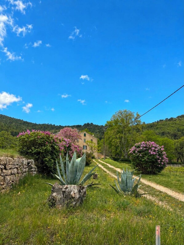 Paisagem rural com muro de pedra, arbustos floridos e um edifício ao fundo.