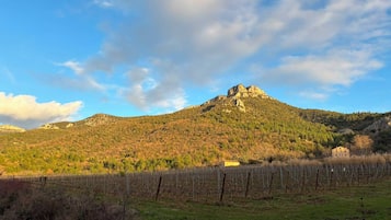 A vineyard with rows of grapevines and a mountain in the background.