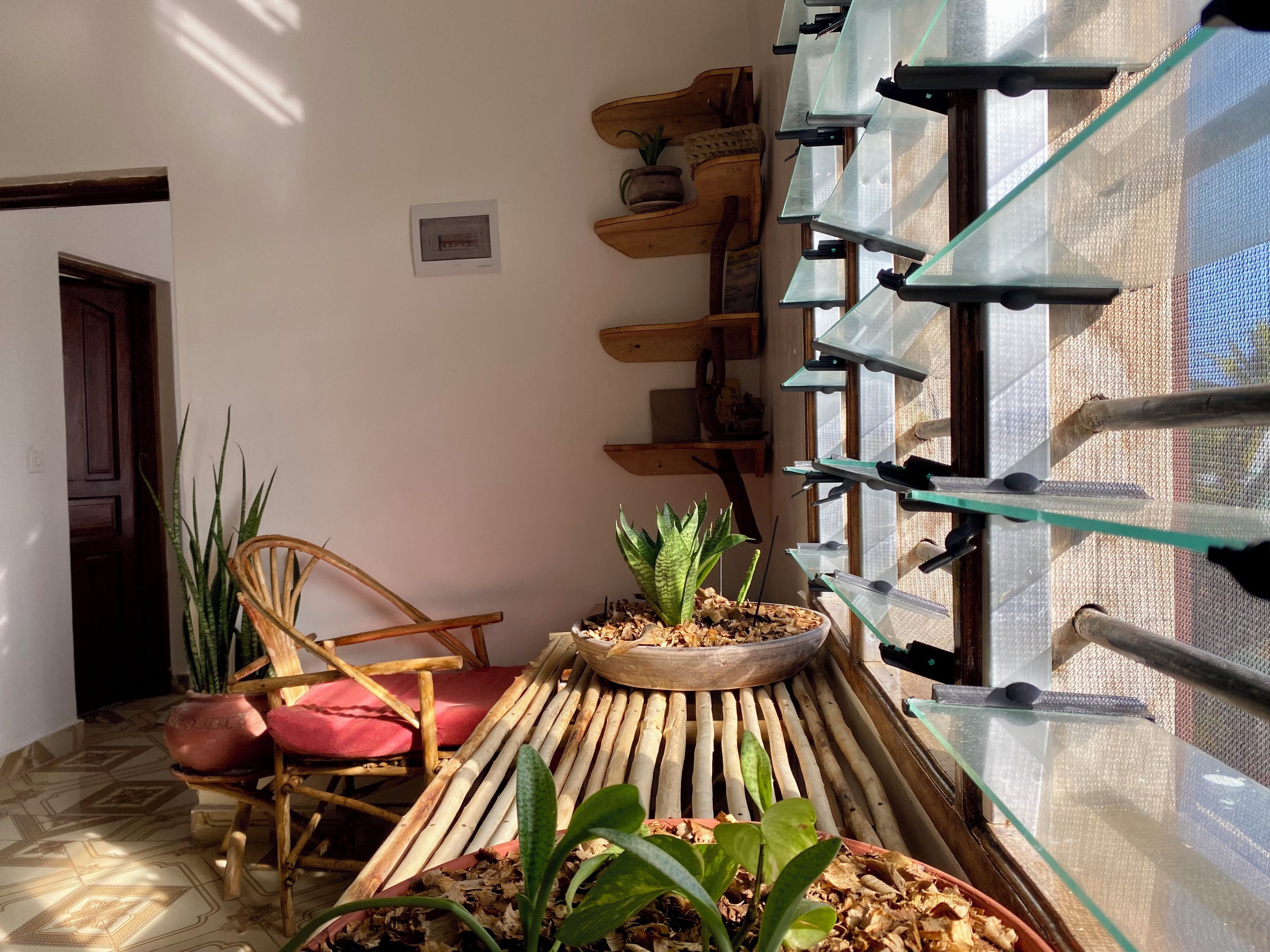 A room with a bamboo chair, a potted plant, and a glass shelf unit.